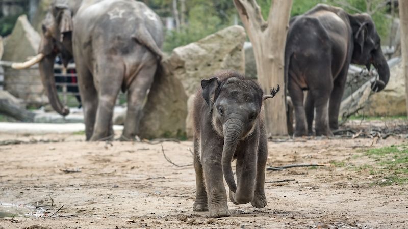 Pražská zoo vpustí nejvýš 8500 návštěvníků denně